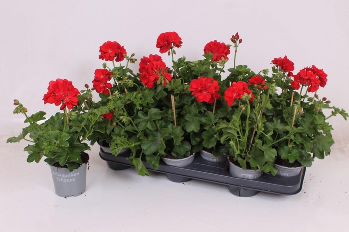 <h4>PEL PELT ROY RED</h4>