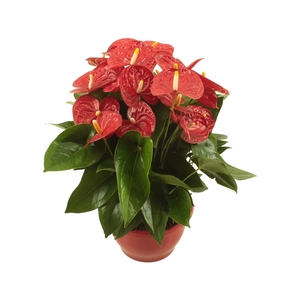 Anthurium XL.9 Jambo Red 23cm