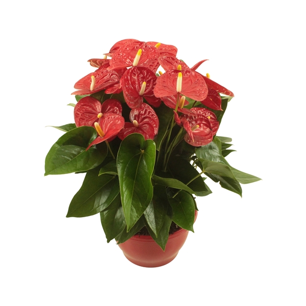 <h4>Anthurium XL.9 Jambo Red 23cm</h4>