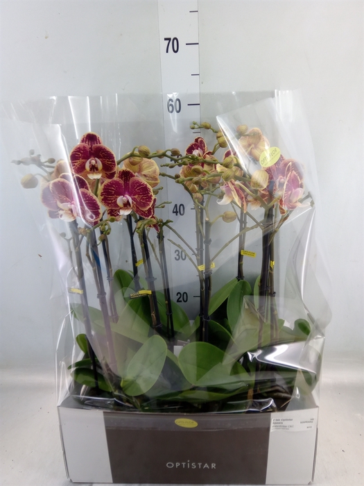 <h4>Phalaenopsis   ...red</h4>