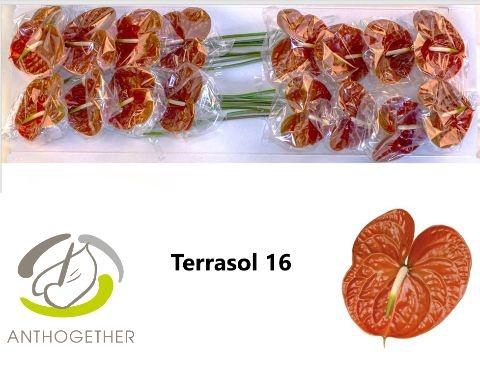 <h4>Anth A Terrasol</h4>