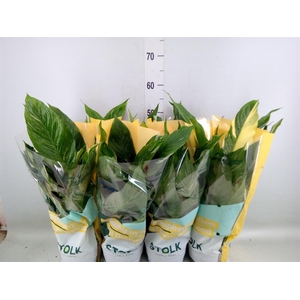 Spathiphyllum  'Diamond'