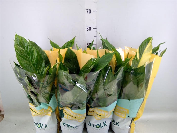 <h4>Spathiphyllum  'Diamond'</h4>