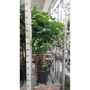 Schefflera arbor. 'Gold Capella'