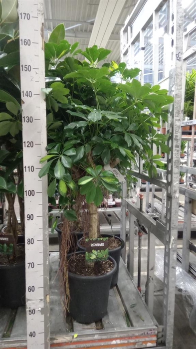 <h4>Schefflera arbor. 'Gold Capella'</h4>