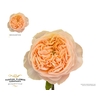 Rosa Garden Bridgerton