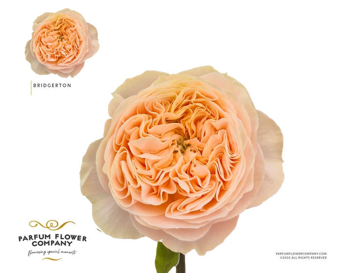 <h4>Rosa Garden Bridgerton</h4>