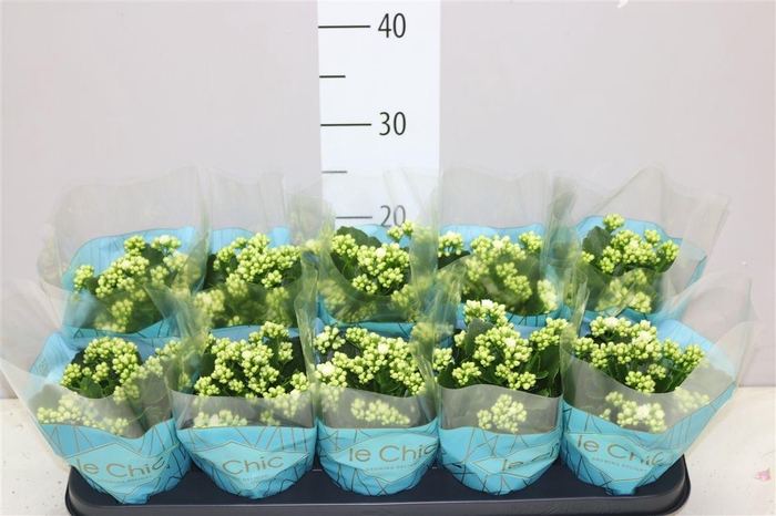 <h4>Kalanchoe Rosalina Wit</h4>