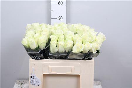 <h4>R Gr Snowstorm+</h4>