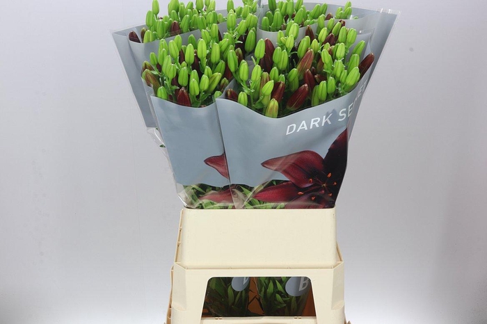 <h4>Lil Az Dark Secret</h4>