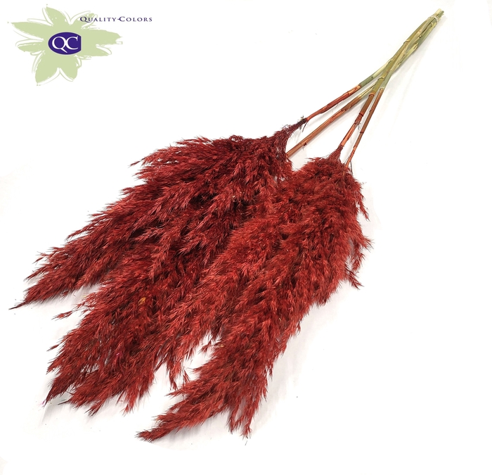 Pampas Grass 100cm 5st/bunch Red