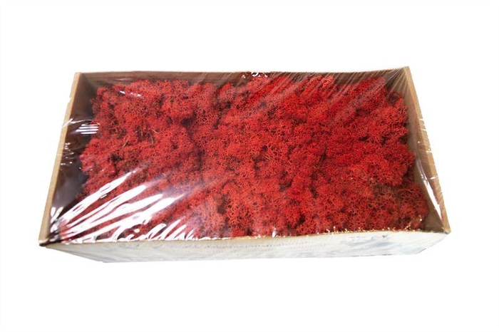 <h4>IJslandsmos gepreserveerd rood1 krt</h4>