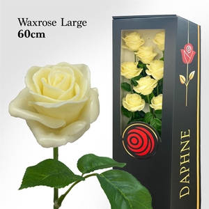 Wax Rose L Vanille 60cm