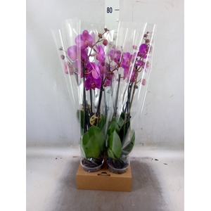 Phalaenopsis   ...
