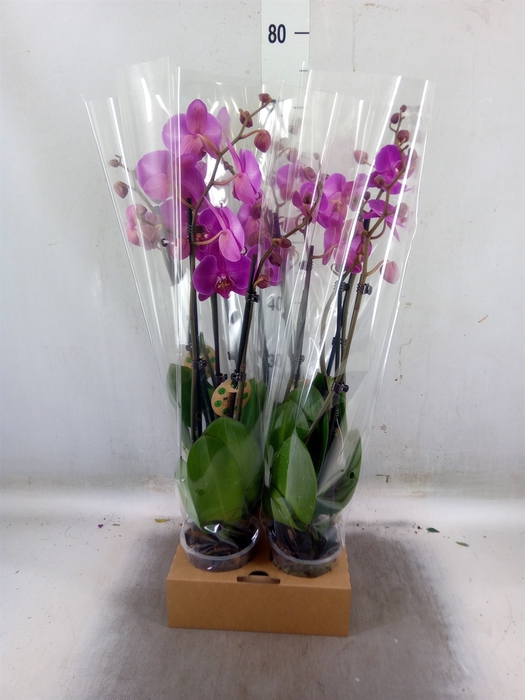 <h4>Phalaenopsis   ...</h4>