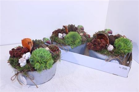 <h4>Arr Sempervivum</h4>