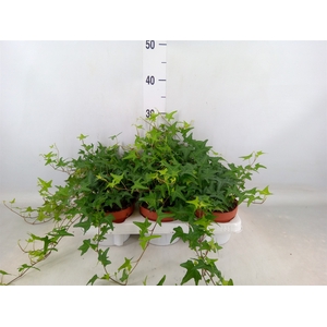 Hedera helix 'Tres Coupe'