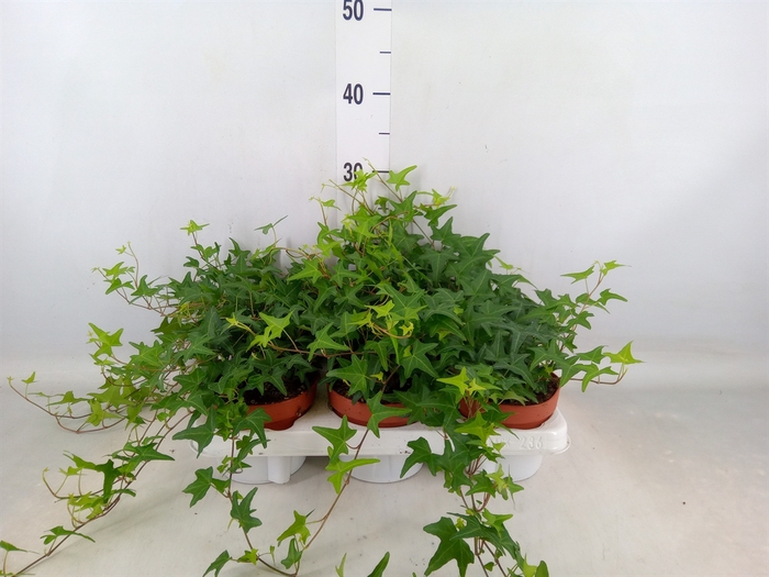<h4>Hedera helix 'Tres Coupe'</h4>
