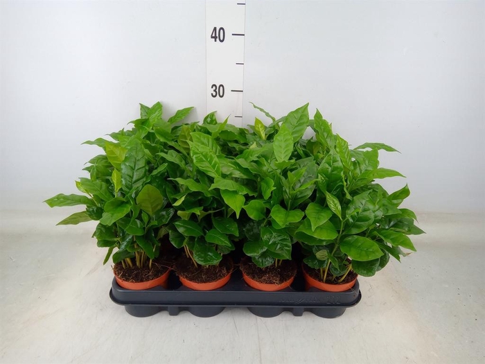 <h4>Coffea arabica</h4>