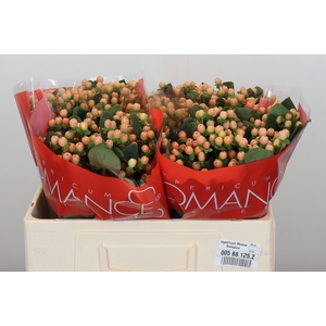 Hypericum Mellow Romance