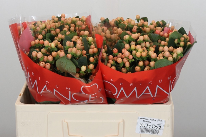 <h4>Hypericum Mellow Romance</h4>