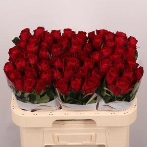 R GR MADAM RED