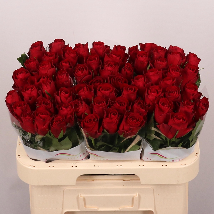 <h4>R GR MADAM RED</h4>