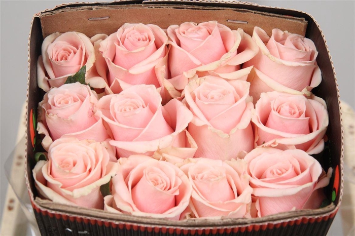 <h4>R Gr Madonna Ec</h4>