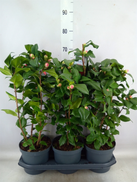 <h4>Camellia japonica 'Dr King'</h4>