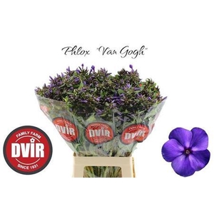 Phlox P Van Gogh