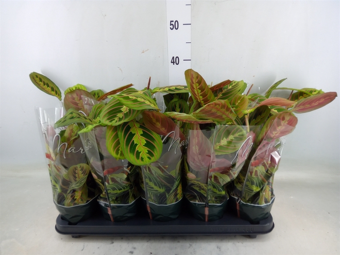 <h4>Maranta leuc. 'Fascinator'</h4>