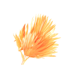 Palm Sun Apricot