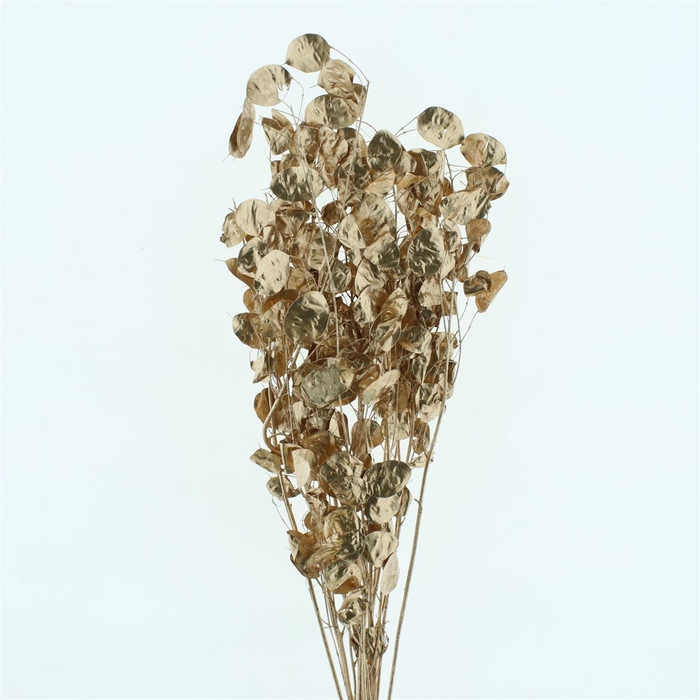 <h4>Pres Lunaria Bronze</h4>