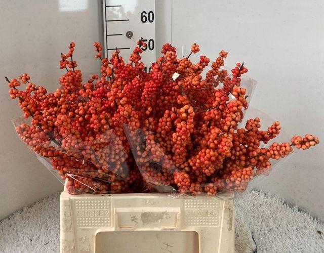 <h4>Ilex Ve Winter Gold</h4>