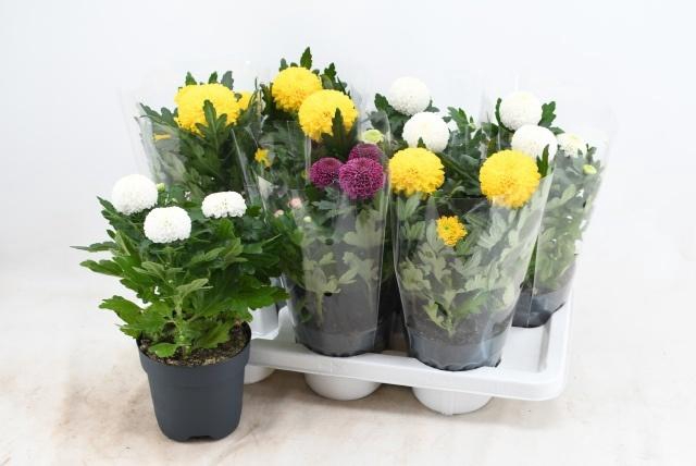 <h4>CHRYS FP GEM</h4>