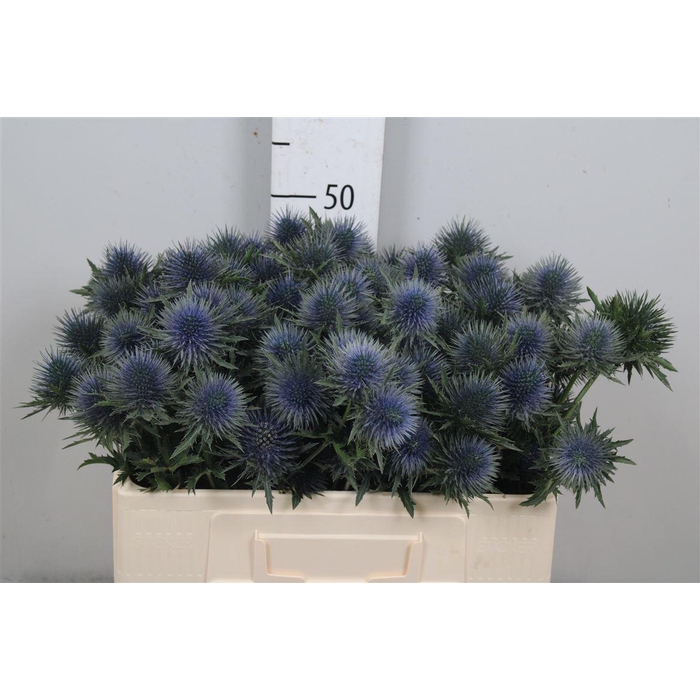 <h4>Eryn Magnetar Qstar</h4>