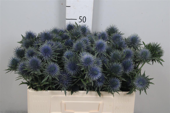 <h4>Eryn Magnetar Qstar</h4>