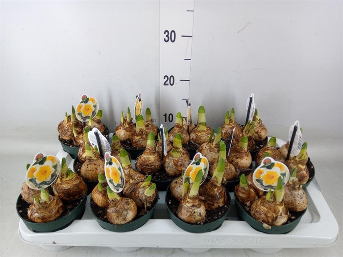 <h4>Narcissus   ...</h4>