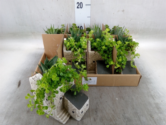 <h4>Arr.   Kamerplant Groen L%</h4>