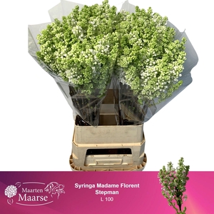 SYR V MME FL STEPMAN