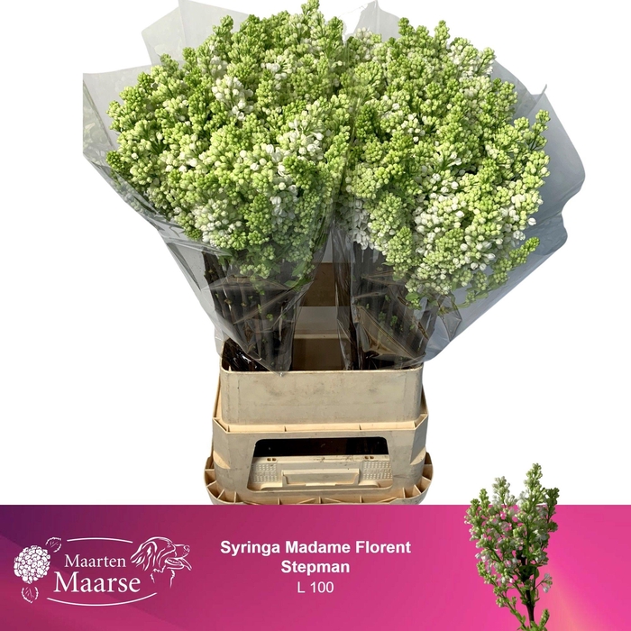 <h4>SYR V MME FL STEPMAN</h4>