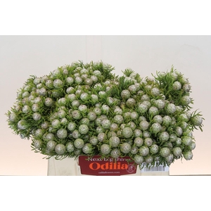 Leucadendron Ayoba Jade Pearl