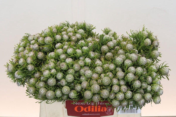 <h4>Leucadendron Ayoba Jade Pearl</h4>