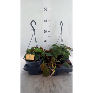 Philodendron   ...