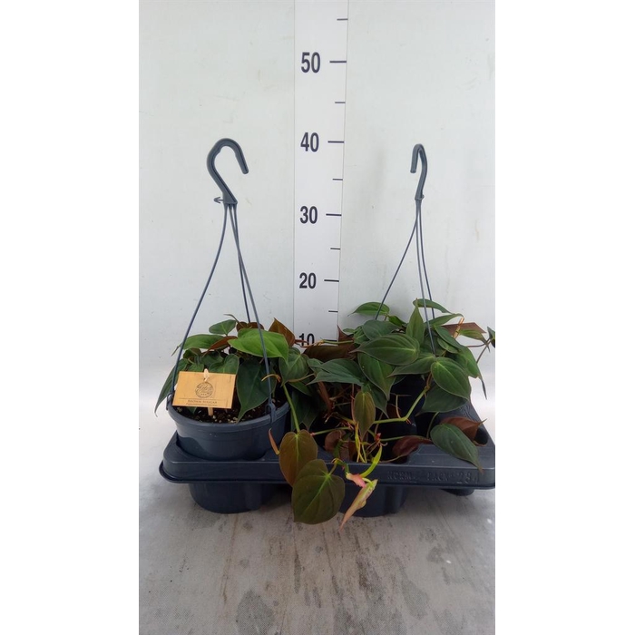 <h4>Philodendron   ...</h4>