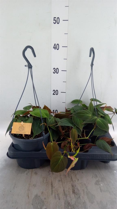 <h4>Philodendron   ...</h4>