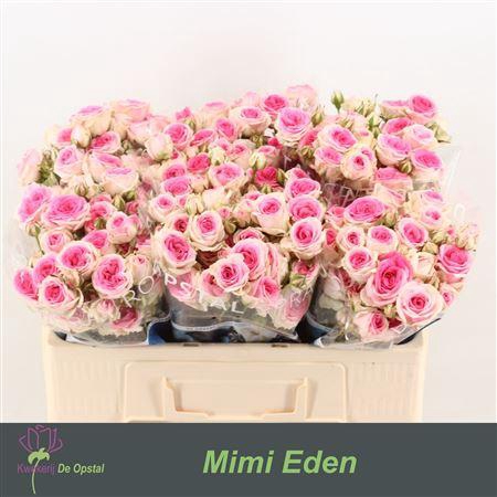 <h4>R Tr Mimi Eden</h4>