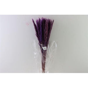 Dried Fluffy Pampas Milka 20pcs Bunch