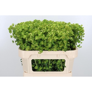 Euphorbia Fu X Martinii