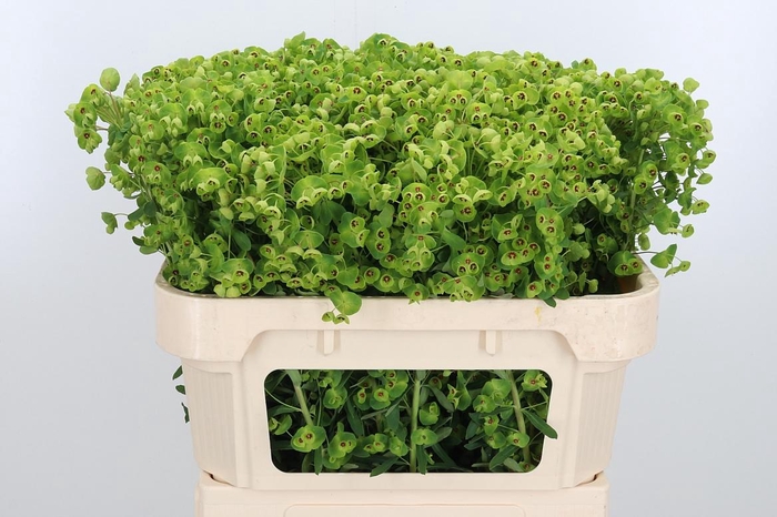 <h4>Euphorbia Fu X Martinii</h4>